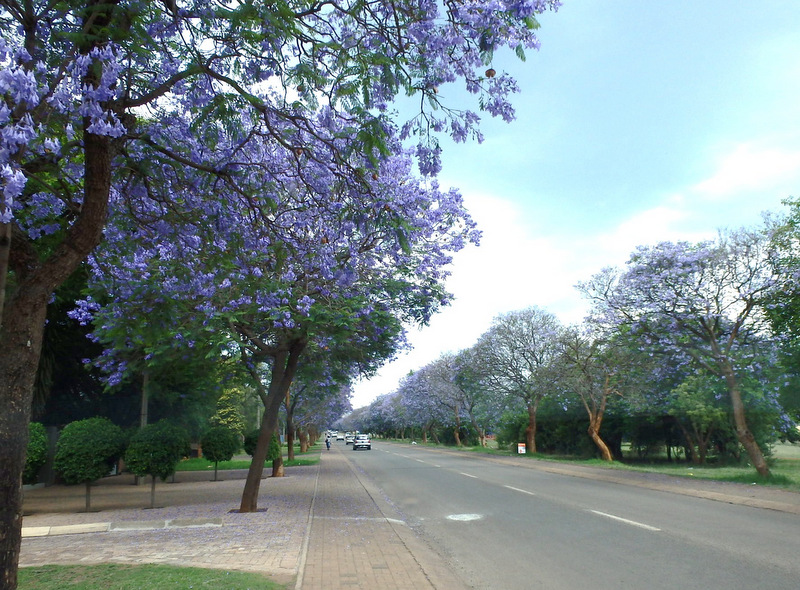 Jacaranda Trees in bloom.